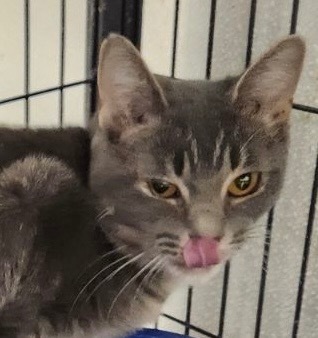 Bolt (Dion), an adoptable Domestic Short Hair in Saginaw, MI, 48604 | Photo Image 1