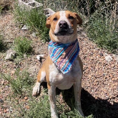 Zeus, an adoptable Labrador Retriever, Cattle Dog in Show Low, AZ, 85901 | Photo Image 1