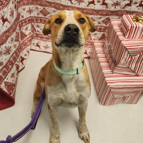 Zeus, an adoptable Labrador Retriever, Cattle Dog in Show Low, AZ, 85901 | Photo Image 2