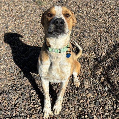 Zeus, an adoptable Labrador Retriever, Cattle Dog in Show Low, AZ, 85901 | Photo Image 3