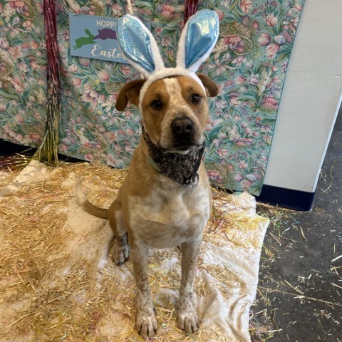 Zeus, an adoptable Labrador Retriever, Cattle Dog in Show Low, AZ, 85901 | Photo Image 4