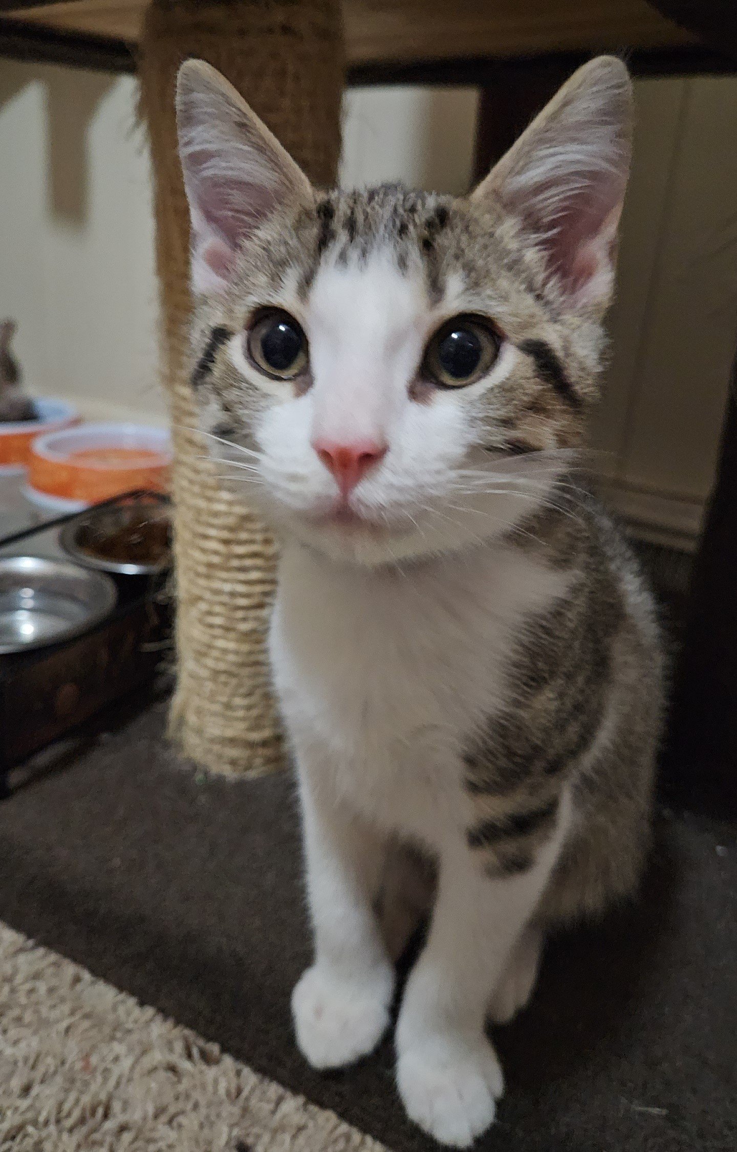 Craigslist Terre Haute Indiana Pets - 0abavpg
