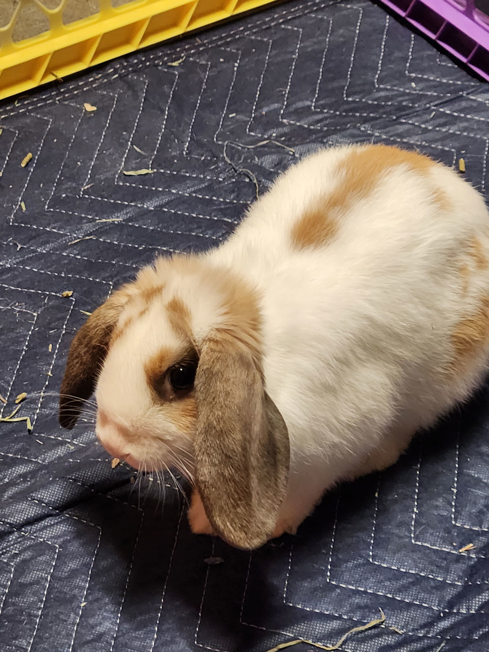 Mini lop hot sale habitat