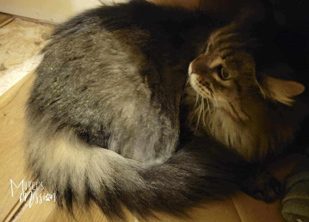 Fluffy, an adoptable Domestic Long Hair in Spokane , WA, 99209 | Photo Image 2