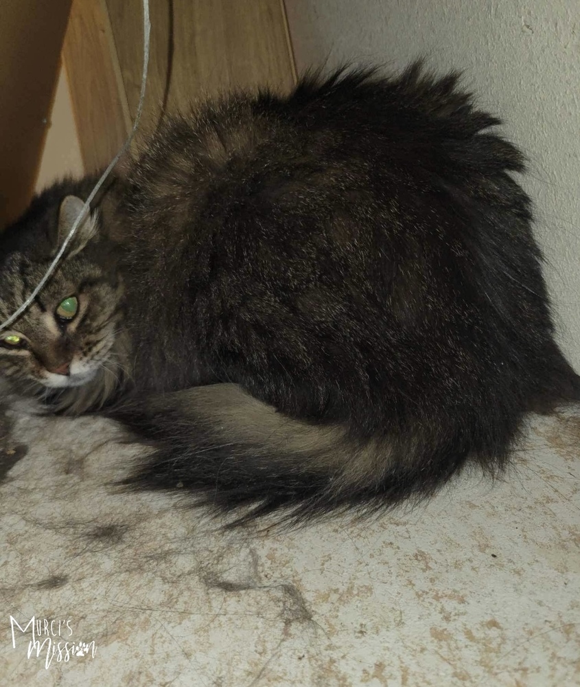 Fluffy, an adoptable Domestic Long Hair in Spokane , WA, 99209 | Photo Image 3