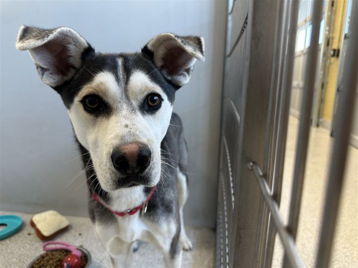 Dog for adoption - Koda, a Husky Mix in Elk Grove, CA | Petfinder