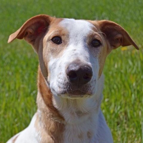 Bo, an adoptable Cattle Dog in Sioux Falls, SD, 57106 | Photo Image 1