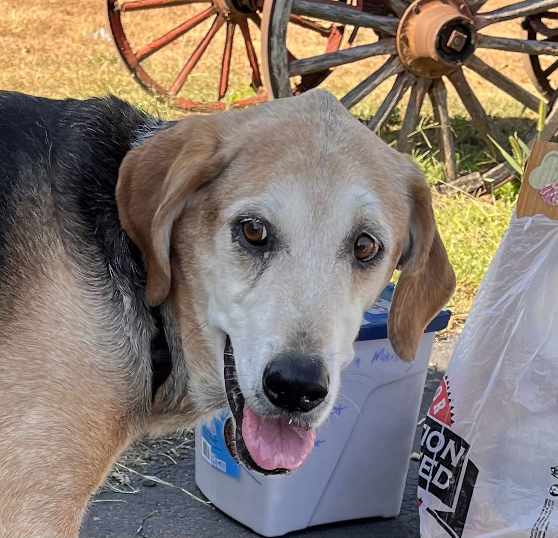 Rosie, an adoptable Hound in Christiansburg, VA, 24073 | Photo Image 1