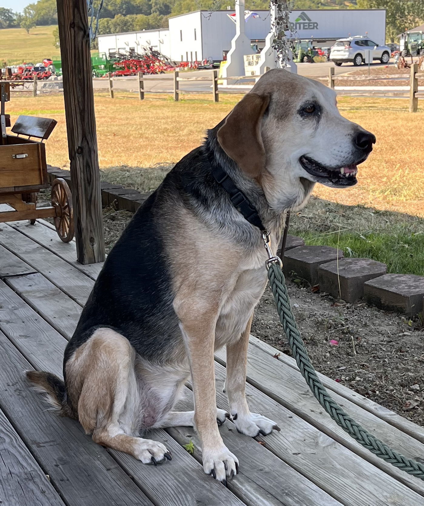 Rosie, an adoptable Hound in Christiansburg, VA, 24073 | Photo Image 3