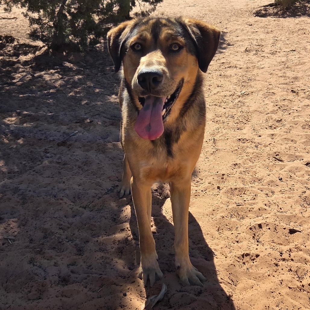 Forest, an adoptable German Shepherd Dog, Hound in Kanab, UT, 84741 | Photo Image 1