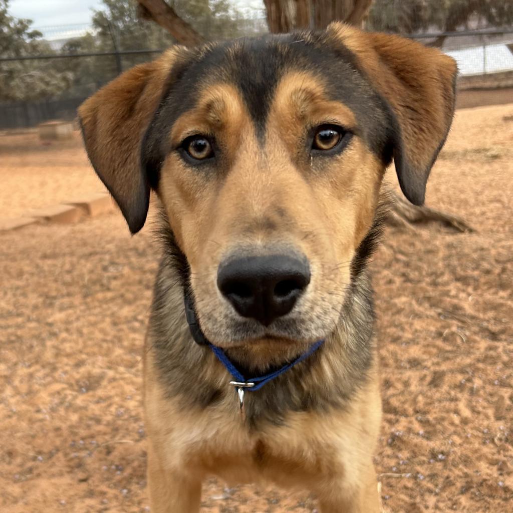 Forest, an adoptable German Shepherd Dog, Hound in Kanab, UT, 84741 | Photo Image 2