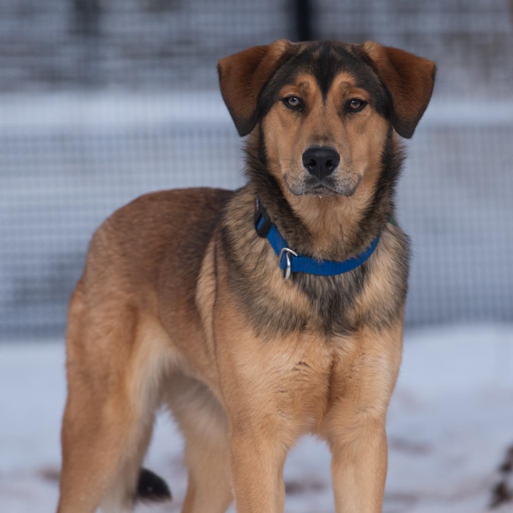 Forest, an adoptable German Shepherd Dog, Hound in Kanab, UT, 84741 | Photo Image 3
