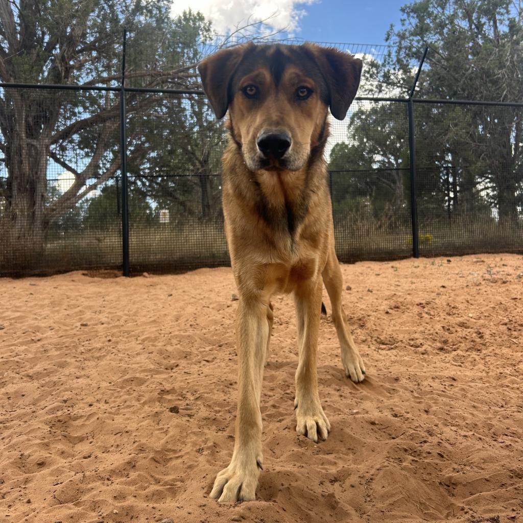 Forest, an adoptable German Shepherd Dog, Hound in Kanab, UT, 84741 | Photo Image 3