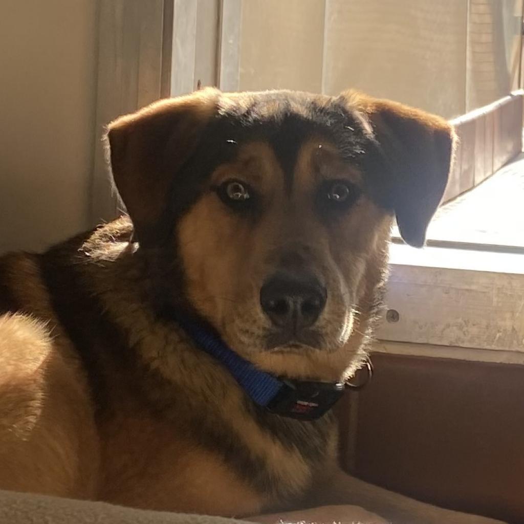 Forest, an adoptable German Shepherd Dog, Hound in Kanab, UT, 84741 | Photo Image 4