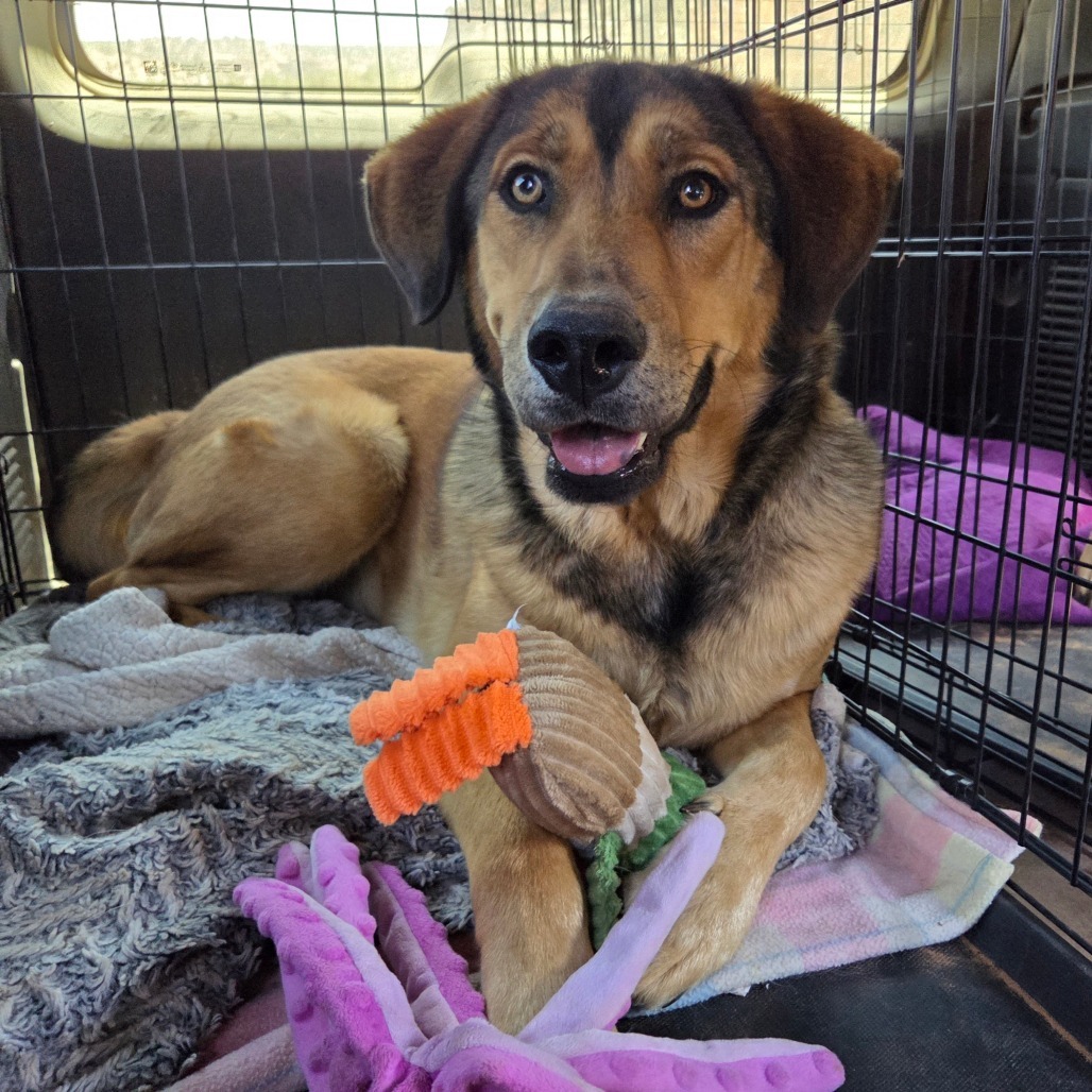 Forest, an adoptable German Shepherd Dog, Hound in Kanab, UT, 84741 | Photo Image 6