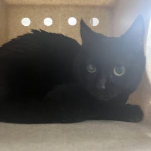 Toph, Adult Female unknown