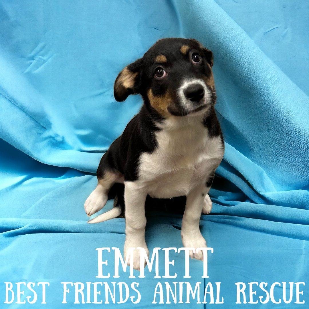 Emmett, an adoptable Husky in Wasilla, AK, 99654 | Photo Image 1