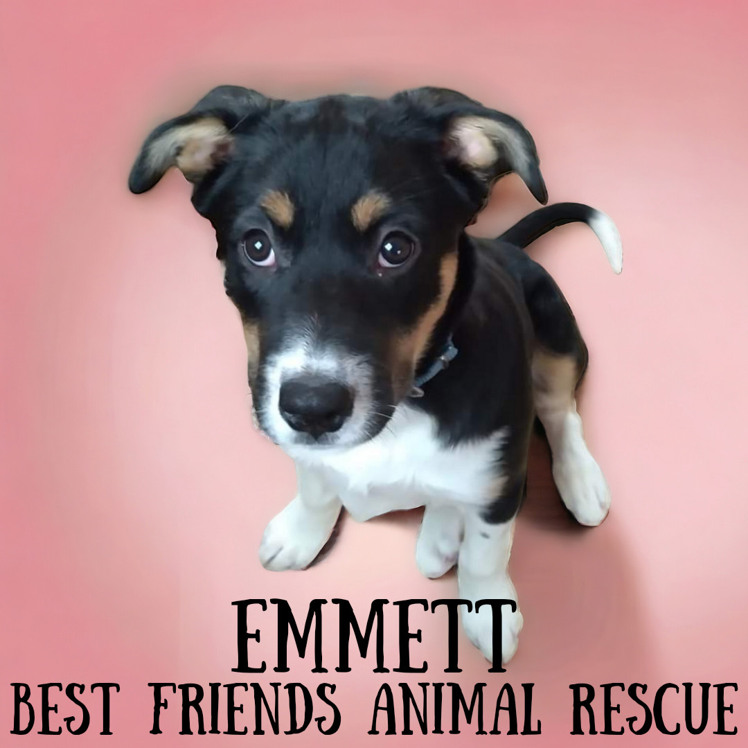 Emmett, an adoptable Husky in Wasilla, AK, 99654 | Photo Image 2