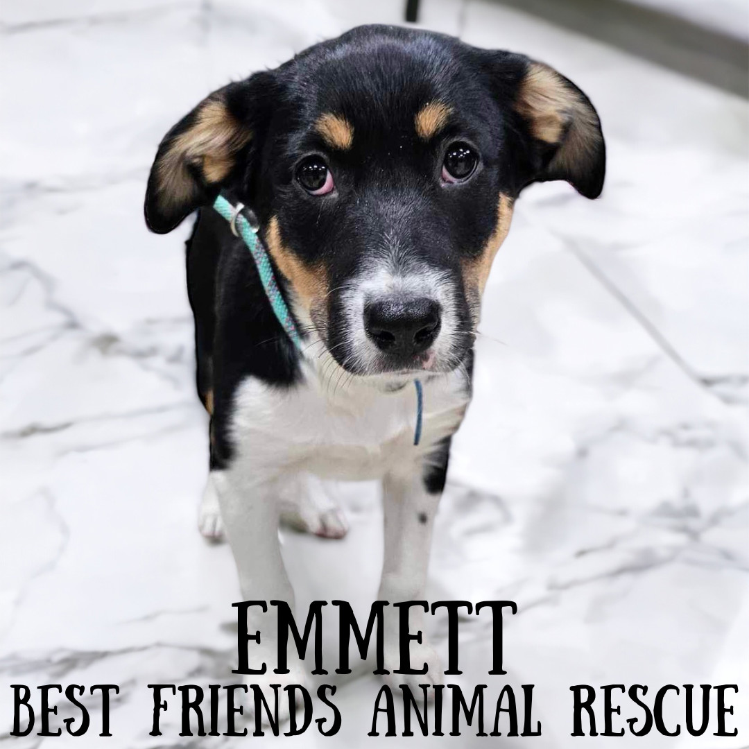 Emmett, an adoptable Husky in Wasilla, AK, 99654 | Photo Image 3