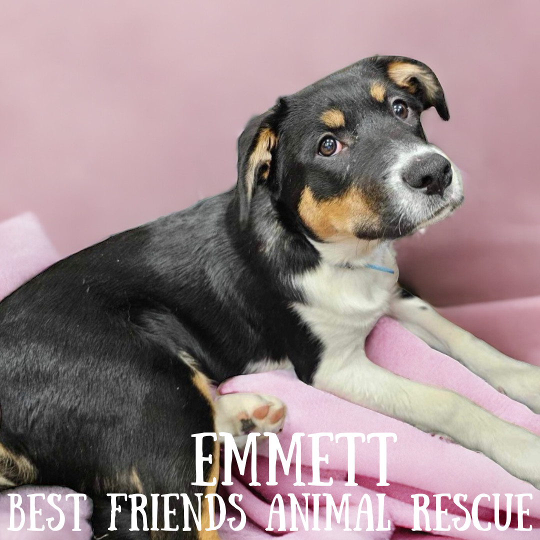 Emmett, an adoptable Husky in Wasilla, AK, 99654 | Photo Image 4