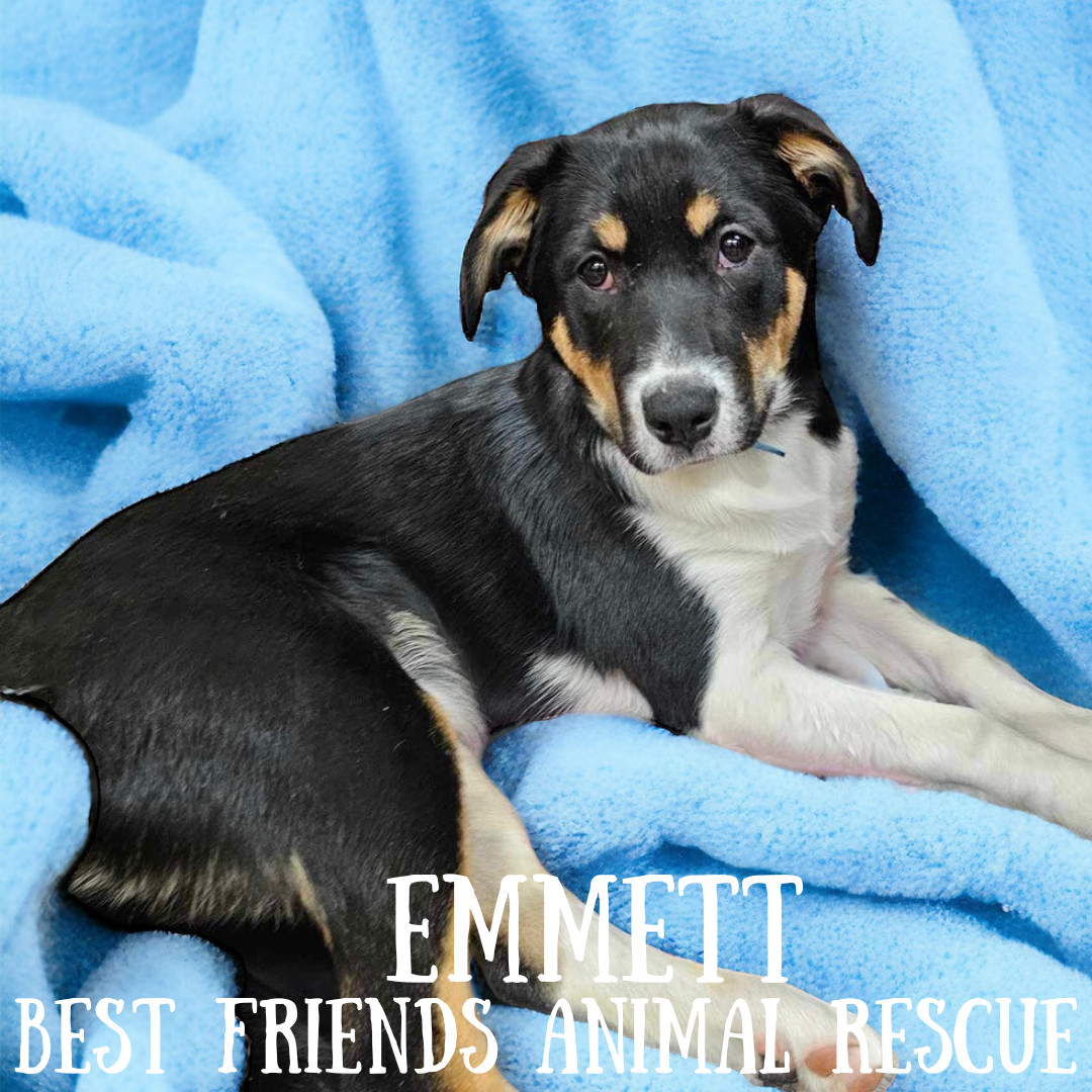 Emmett, an adoptable Husky in Wasilla, AK, 99654 | Photo Image 5