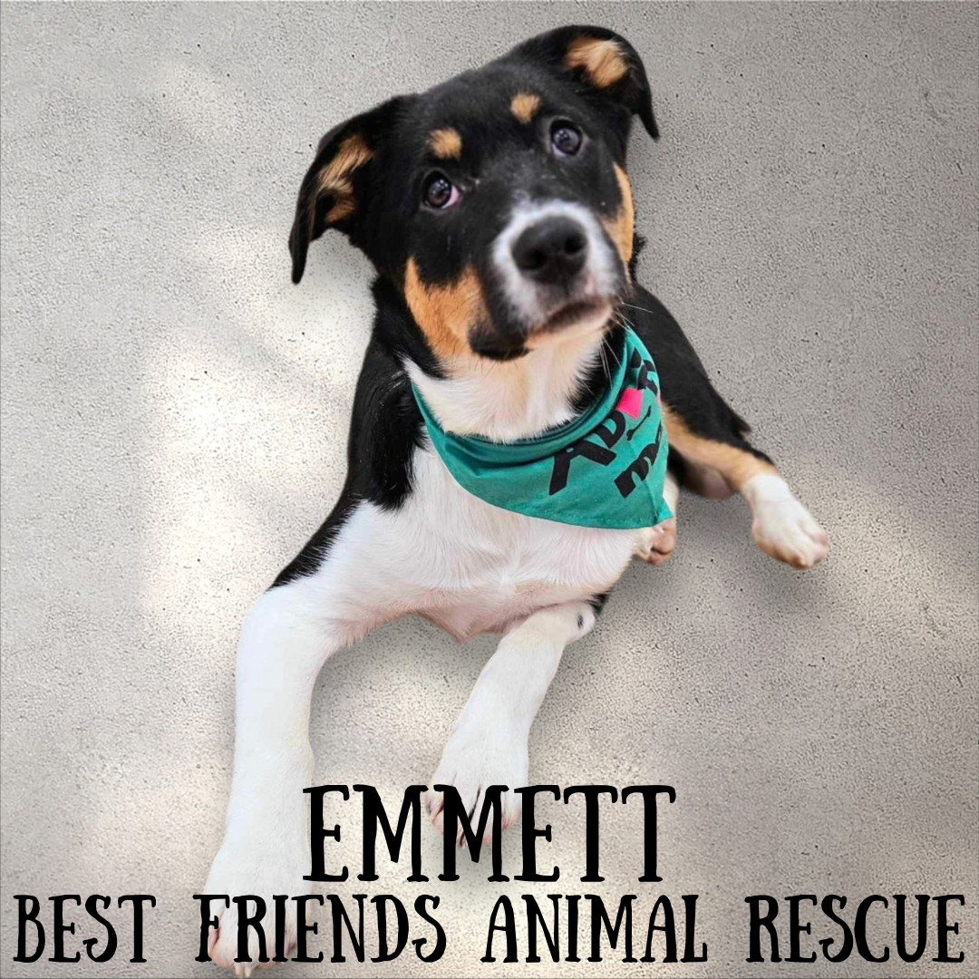 Emmett, an adoptable Husky in Wasilla, AK, 99654 | Photo Image 6