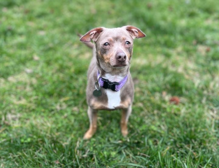 Matilda, an adoptable Chihuahua Mix in Greensboro, NC_image-1