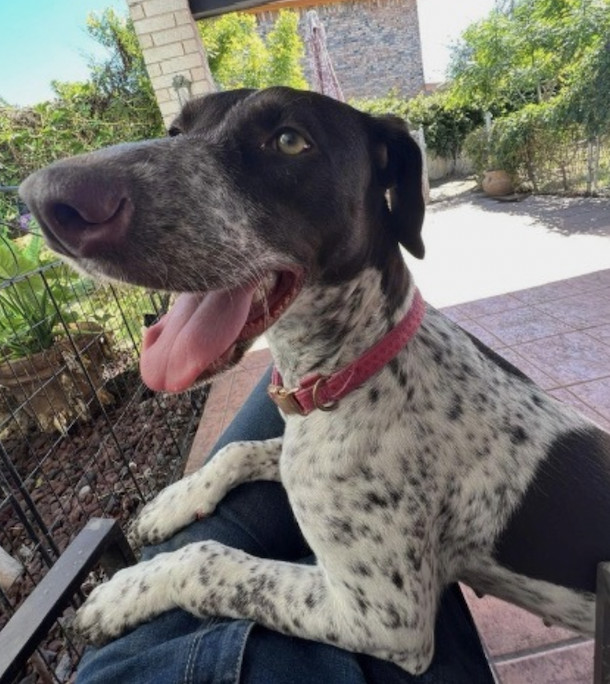 Petfinder german best sale shorthaired pointer