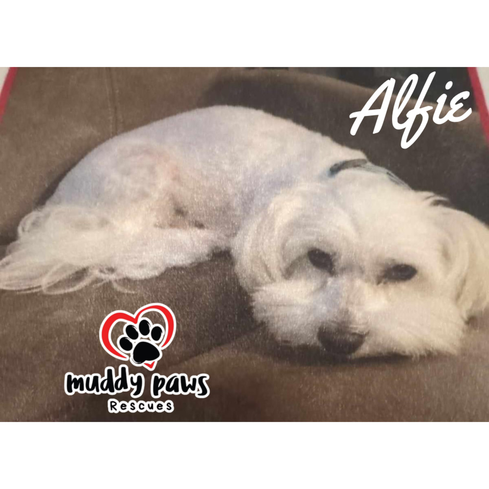 Alfie, an adoptable Coton de Tulear in Council Bluffs, IA, 51503 | Photo Image 1