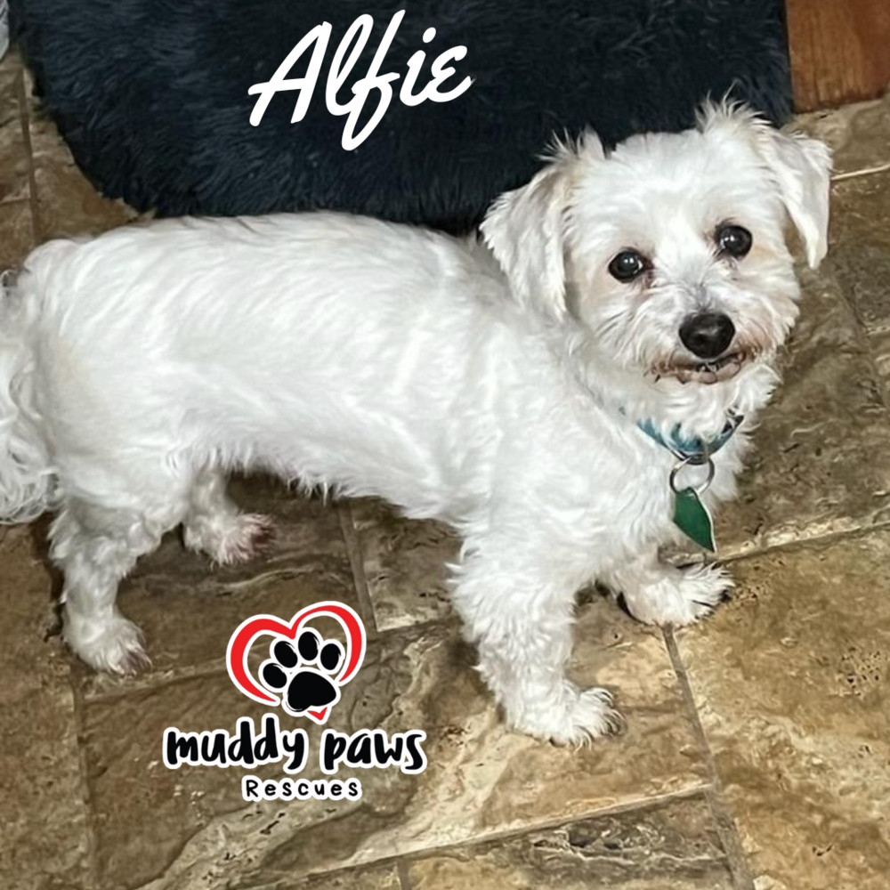 Alfie, an adoptable Coton de Tulear in Council Bluffs, IA, 51503 | Photo Image 2