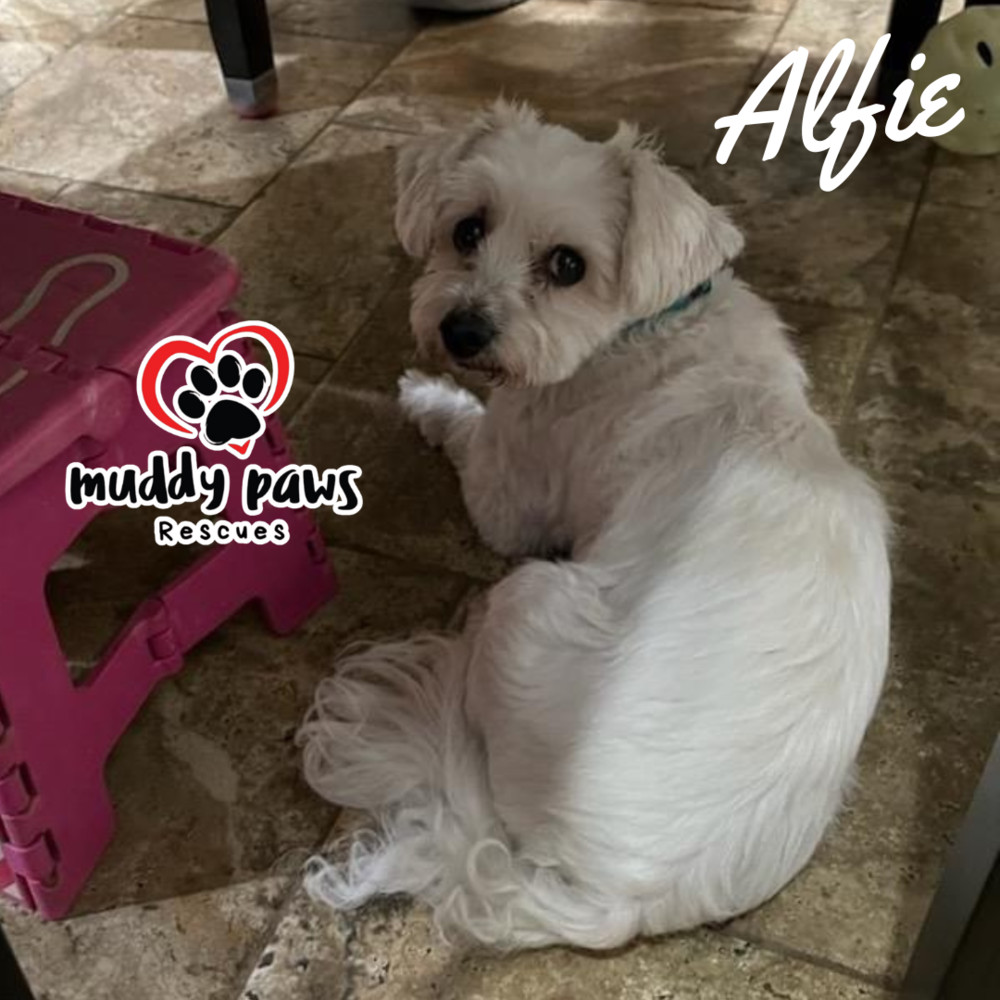 Alfie, an adoptable Coton de Tulear in Council Bluffs, IA, 51503 | Photo Image 2