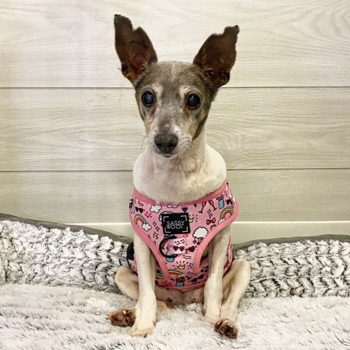 Best harness outlet for rat terrier