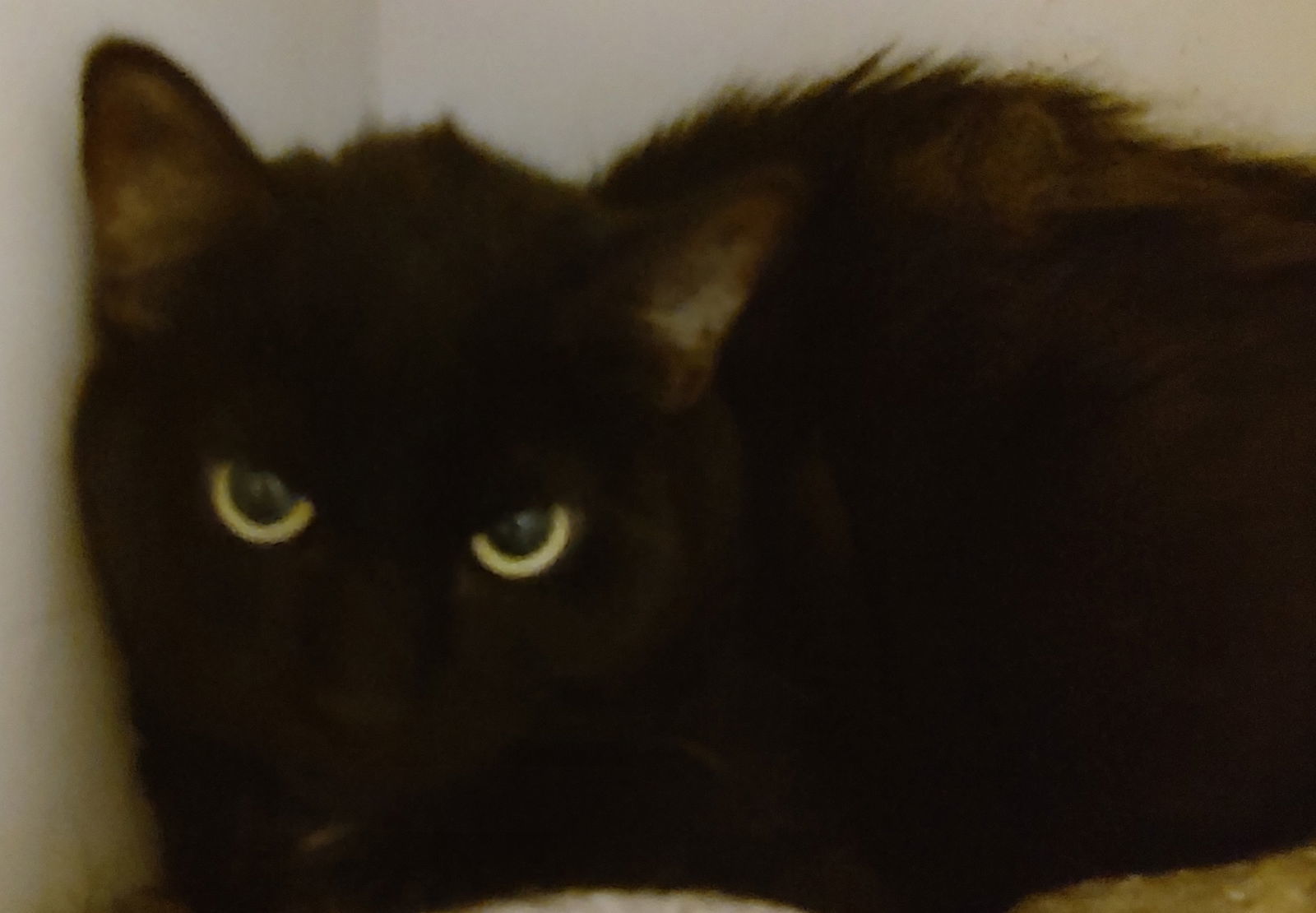 Destiny, an adoptable Domestic Short Hair in Phoenix, AZ, 85023 | Photo Image 1