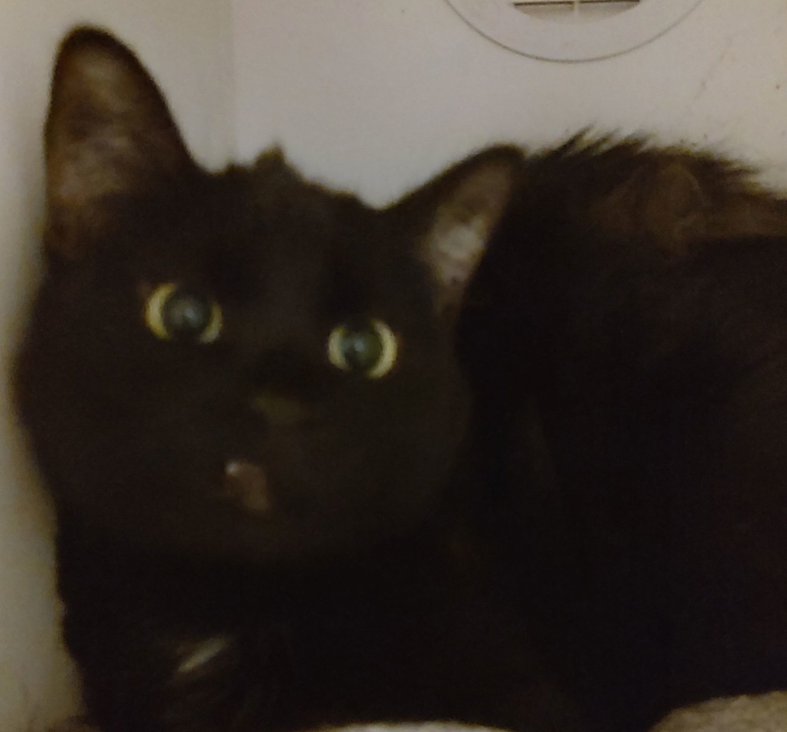 Destiny, an adoptable Domestic Short Hair in Phoenix, AZ, 85023 | Photo Image 2