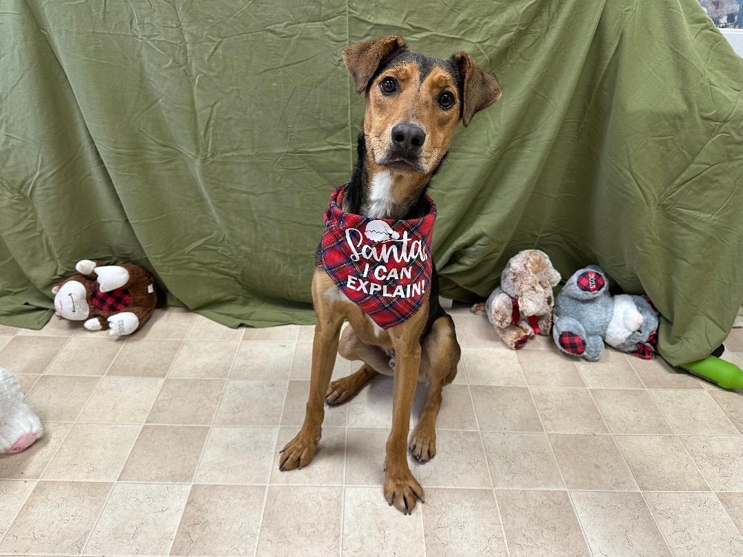 Dog for adoption Rebel (Dogfish), a Coonhound Mix in Benld, IL
