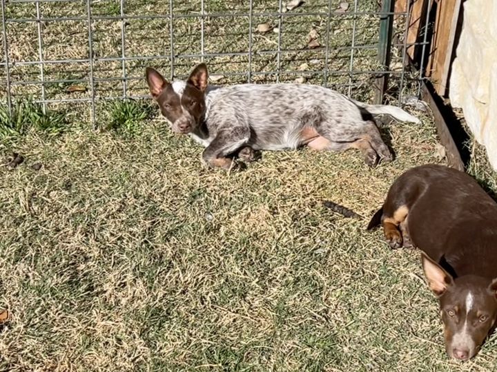 Australian cattle dog cheap and corgi mix