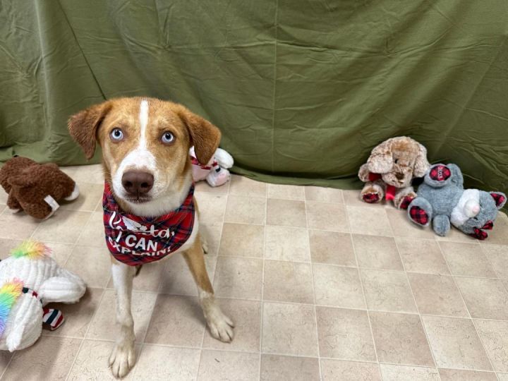 Dog for adoption Captain Ray, an Australian Shepherd in Benld, IL
