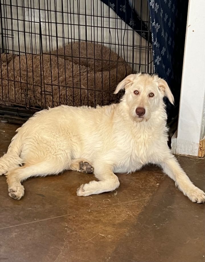 Irish wolfhound store golden retriever mix