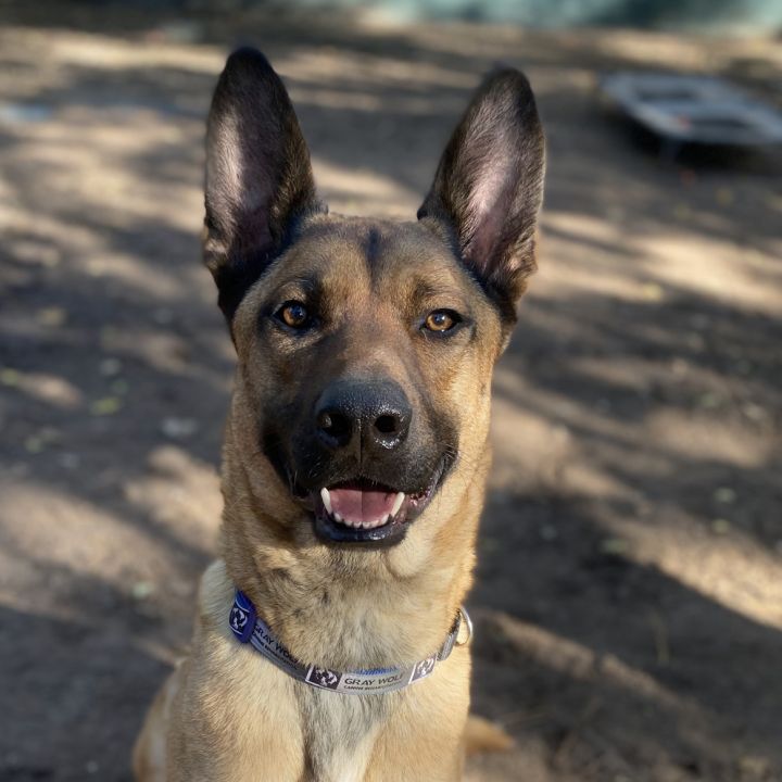 Petfinder 2024 belgian malinois