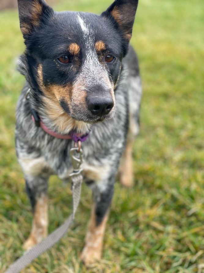 Dog for adoption - Missy, an Australian Cattle Dog / Blue Heeler in ...