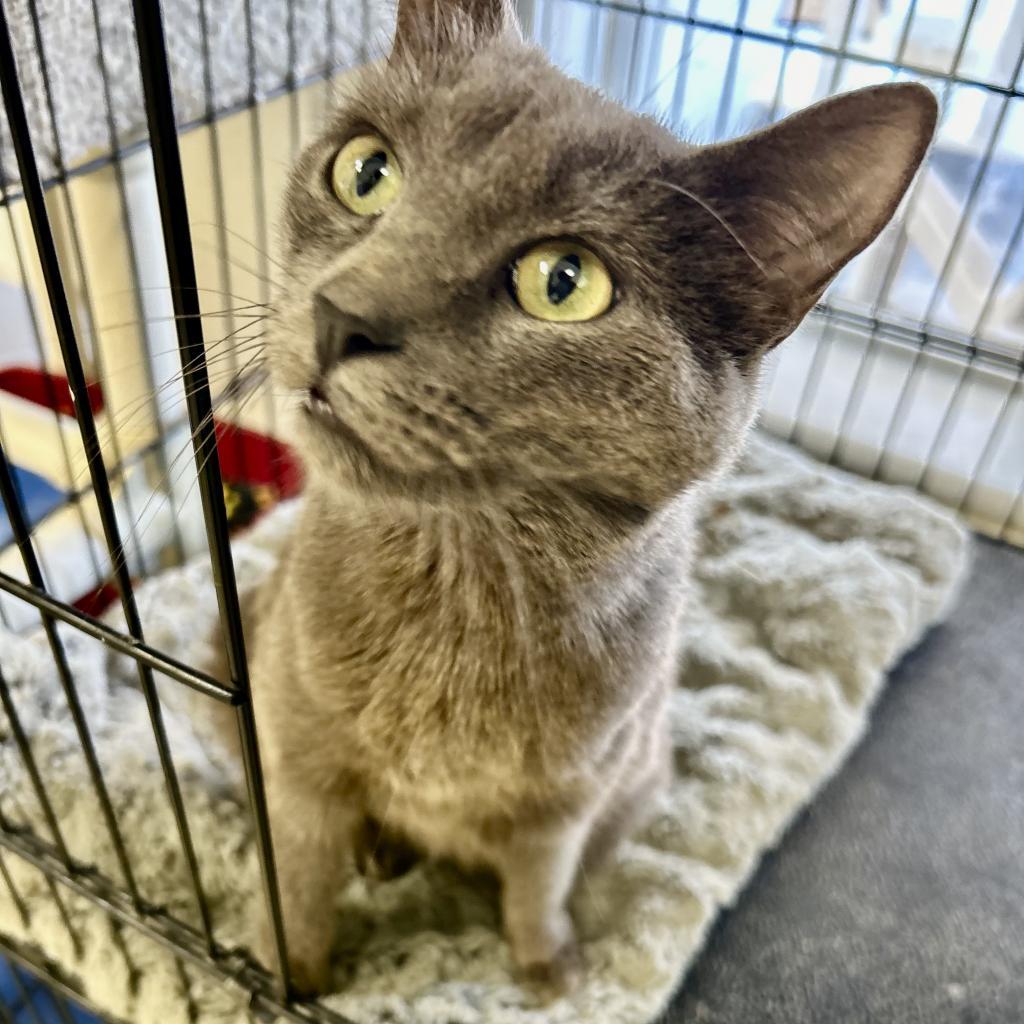 Nerf, an adoptable Domestic Short Hair in Kanab, UT, 84741 | Photo Image 1