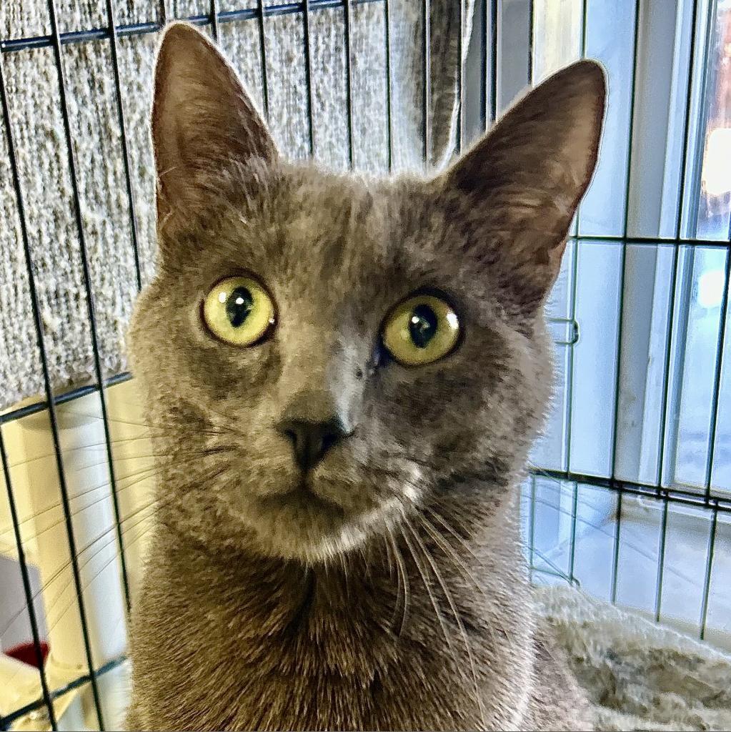 Nerf, an adoptable Domestic Short Hair in Kanab, UT, 84741 | Photo Image 2