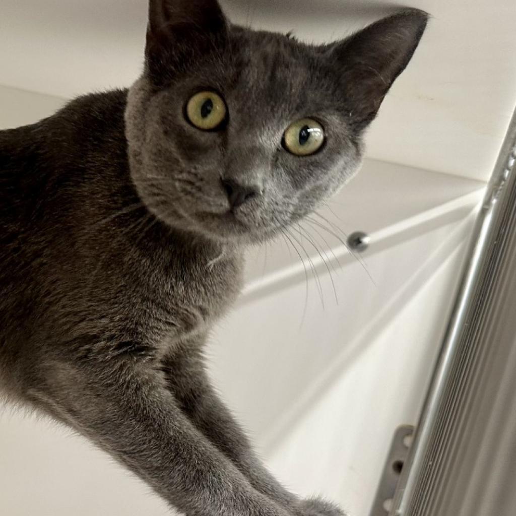 Nerf, an adoptable Domestic Short Hair in Kanab, UT, 84741 | Photo Image 3