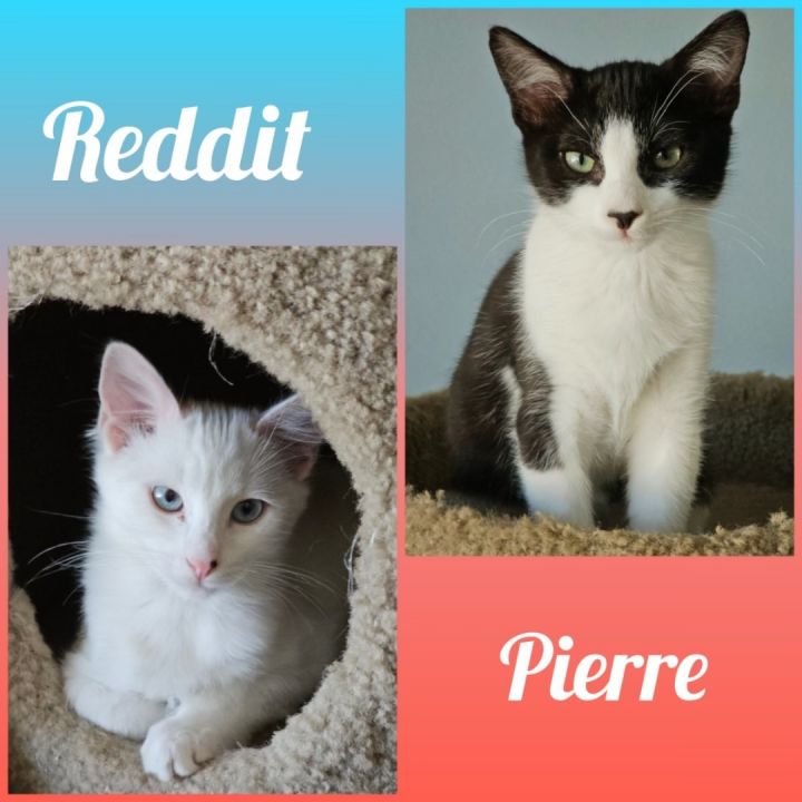 Cat for adoption REDDIT & PIERRE, a Siamese & Domestic Short Hair Mix