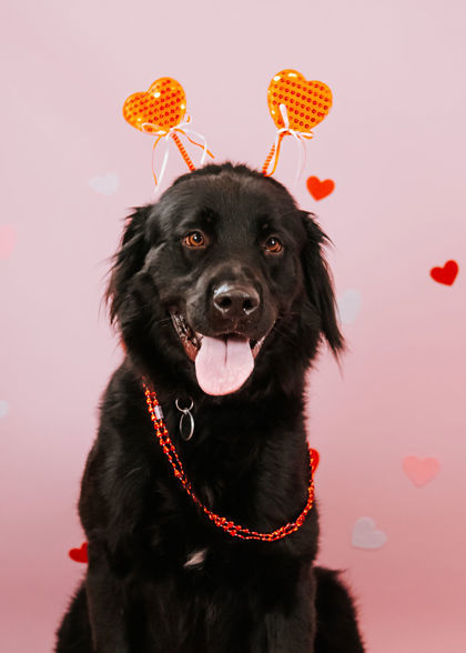 Newfoundland and best sale retriever mix