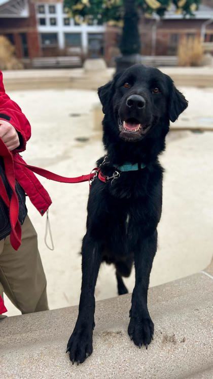 Dog for adoption Carl a Newfoundland Dog Flat Coated