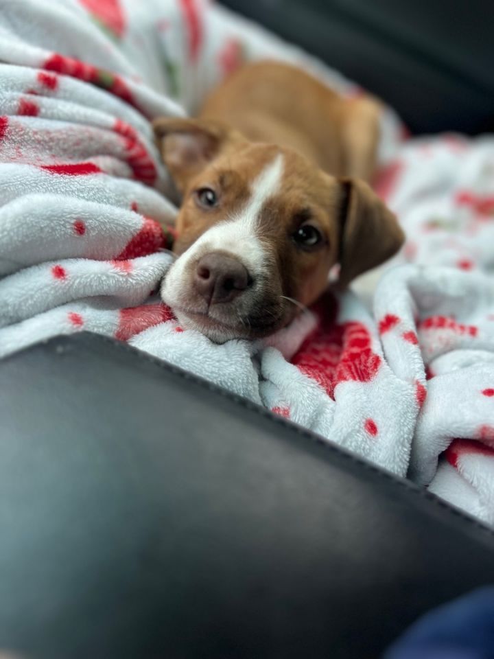 Dog for adoption Josie, a Boxer & Boston Terrier Mix in Painesville, OH Petfinder