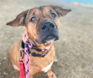 QUAN*, Adult Female Shar-Pei