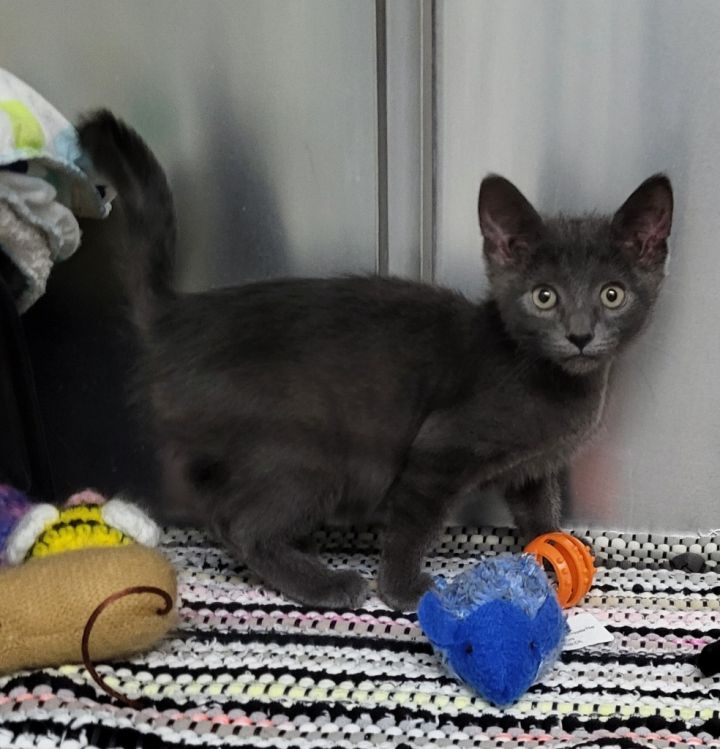 Cat for adoption Fife, a Domestic Short Hair in Medford, WI Petfinder