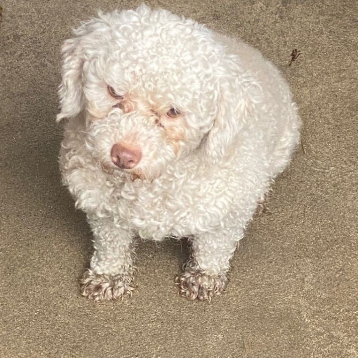 Petfinder poodle sale mix